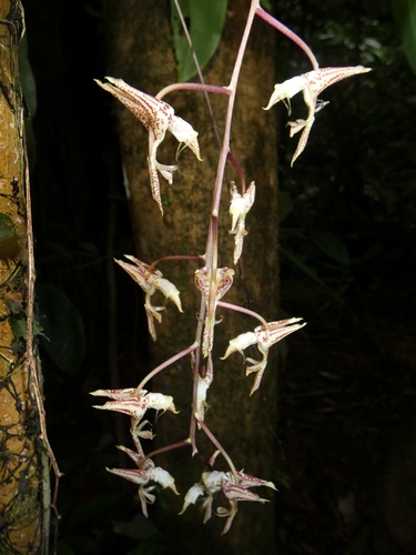 Gongora leucochila, photograph 3