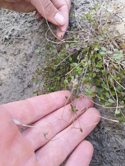Wahlenbergia rupestris