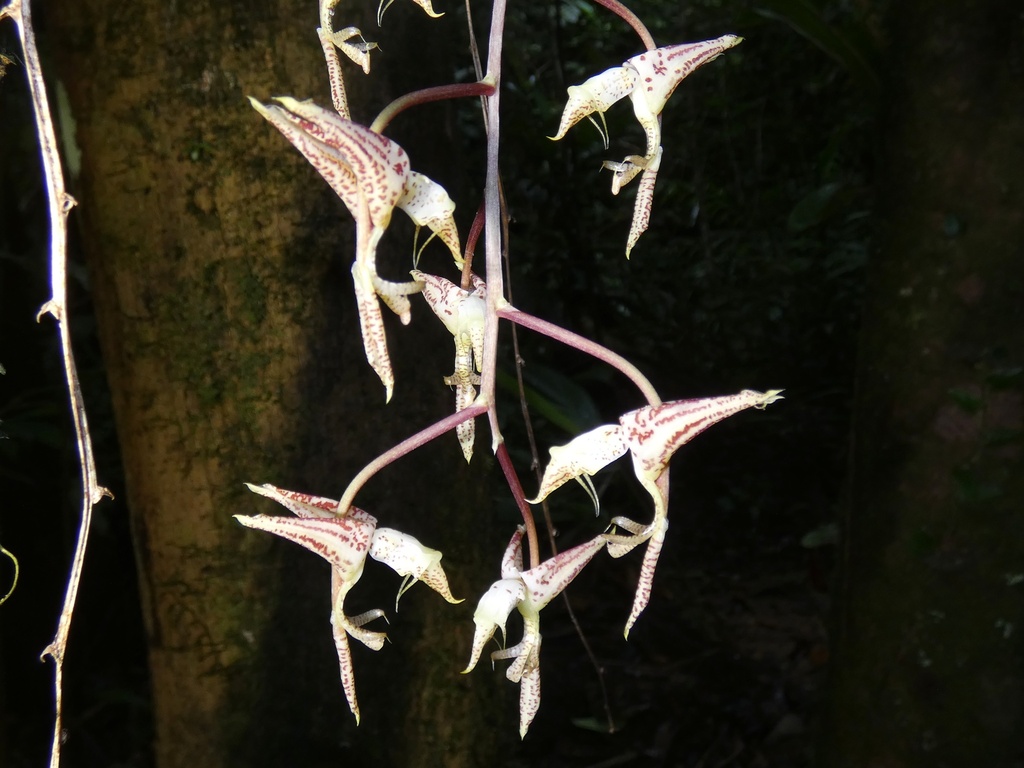 Gongora leucochila; photograph (c) Kai Squires, some rights reserved (CC BY)