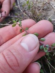 Wahlenbergia rupestris