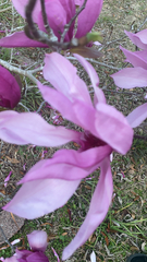 Magnolia × soulangeana