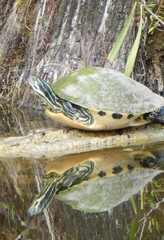 Pseudemys floridana