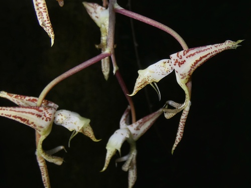Gongora leucochila, photograph 4