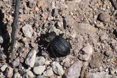 Philolithus sordidus