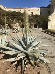 Agave guiengola