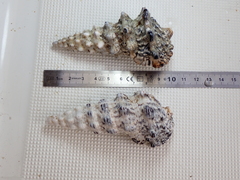 Cerithium nodulosum