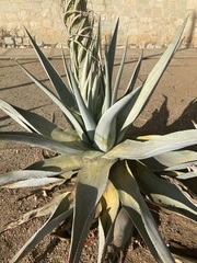 Agave guiengola