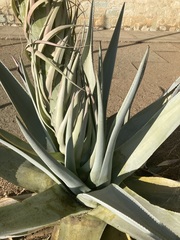 Agave guiengola
