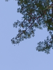 Chloroleucon tenuiflorum