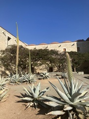 Agave guiengola