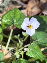 Viola ocellata