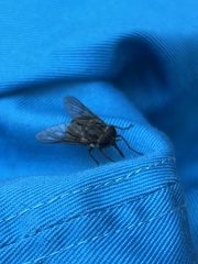 Scaptia auriflua