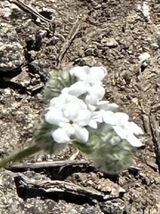 Cryptantha intermedia