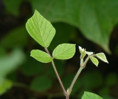 Pseudarthria viscida