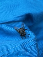 Scaptia auriflua