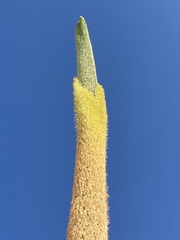 Agave guiengola