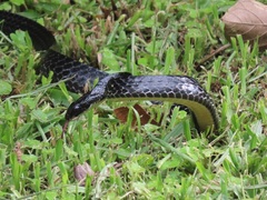 Chironius grandisquamis