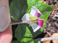 Viola ocellata