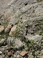 Cryptantha intermedia