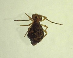 Ptenothrix renateae