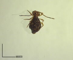 Ptenothrix renateae