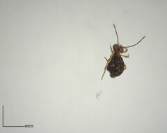 Ptenothrix renateae