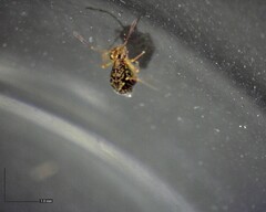 Ptenothrix renateae