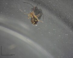 Ptenothrix renateae
