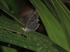 Dulcedo polita