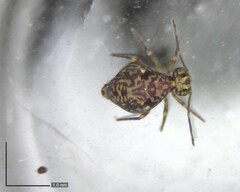 Ptenothrix renateae