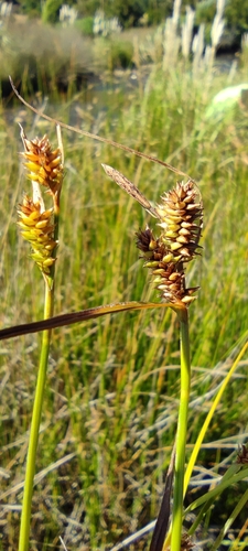Image of Carex fuscula by (c) Santiago Martín-Bravo, some rights reserved (CC BY)