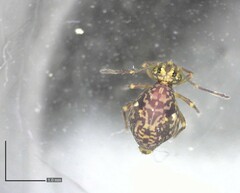 Ptenothrix renateae