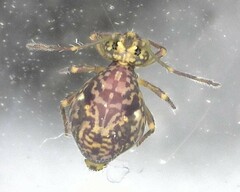 Ptenothrix renateae