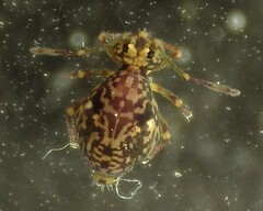 Ptenothrix renateae