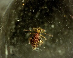 Ptenothrix renateae