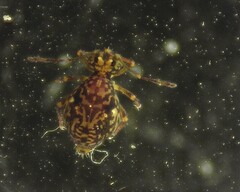 Ptenothrix renateae