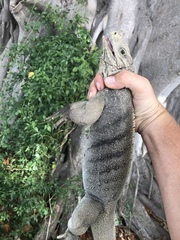 Cyclura nubila