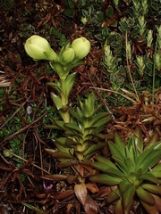 Gentianaceae