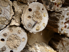 Sapygina