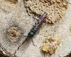 Sapygina