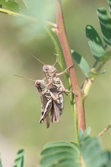 Melanoplus differentialis