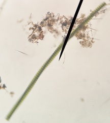 Desmidium