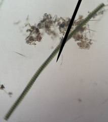 Desmidium