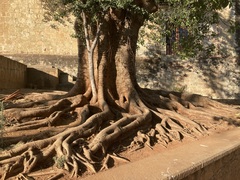 Ficus elastica