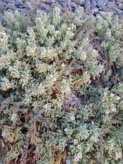Nolana crassulifolia