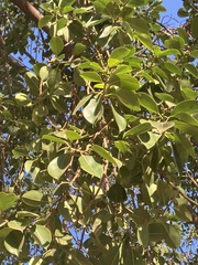 Ficus elastica
