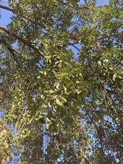 Ficus elastica