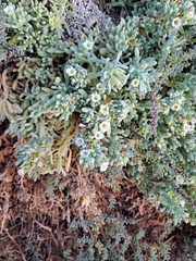 Nolana crassulifolia