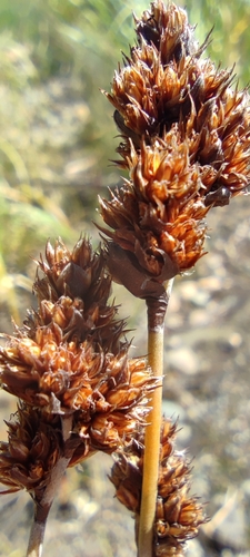 Apodasmia chilensis (Apodasmia chilensis)