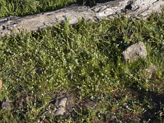 Plagiobothrys collinus